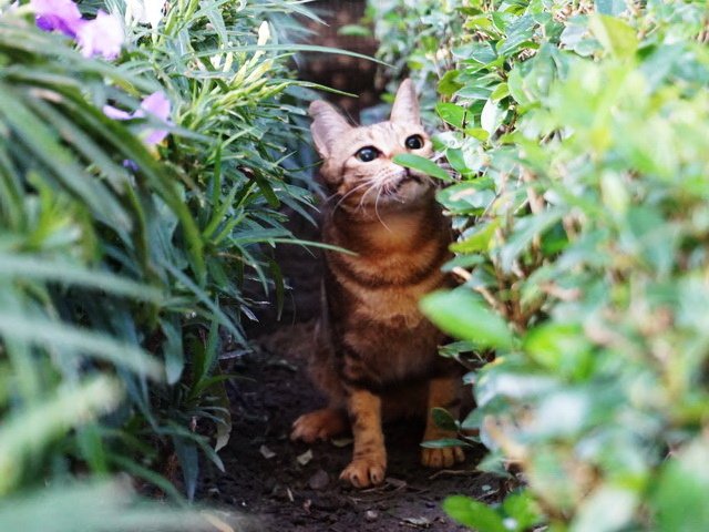 公園中的喵.28