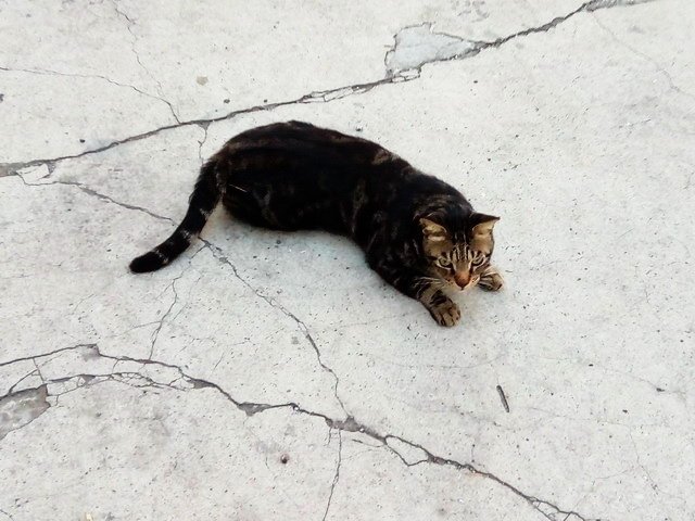 翻滾吧貓咪