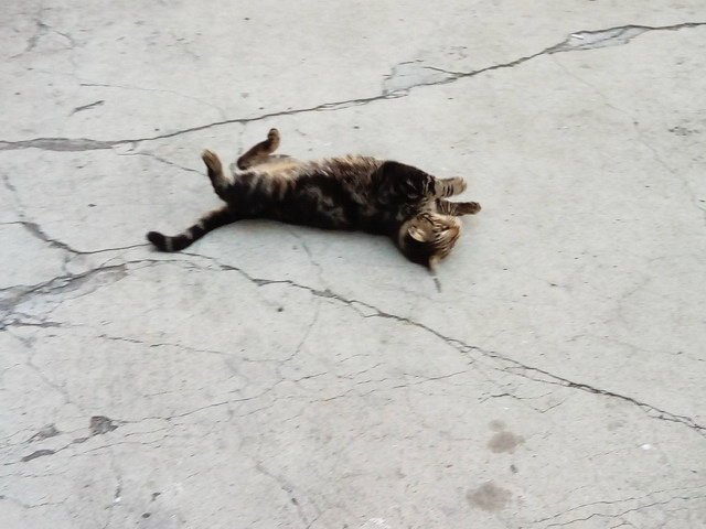 翻滾吧貓咪