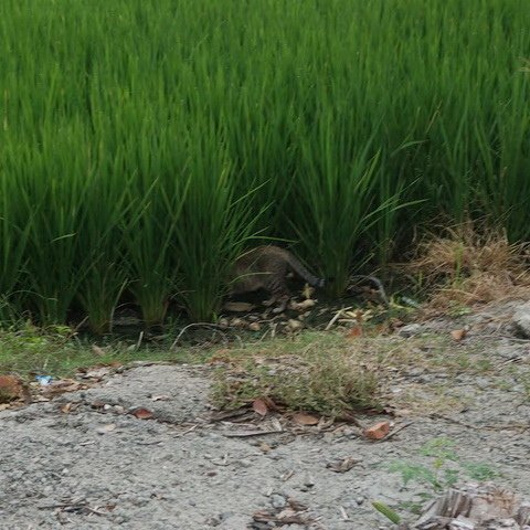 田邊的小野貓