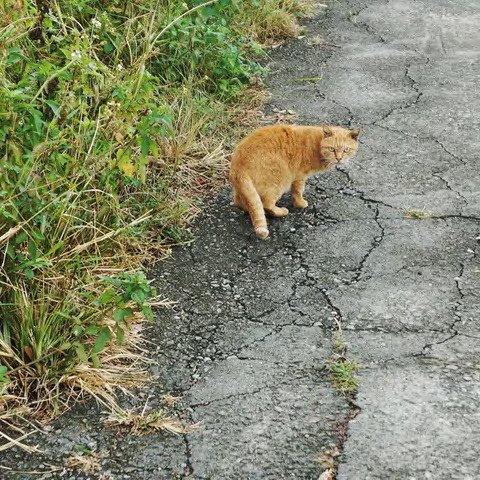 回眸的橘貓