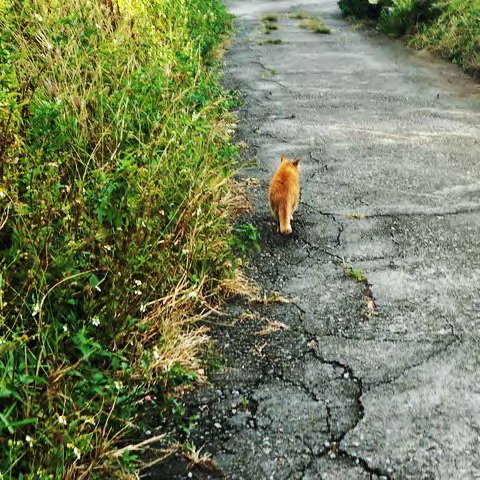 回眸的橘貓