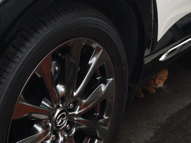 車下的橘貓