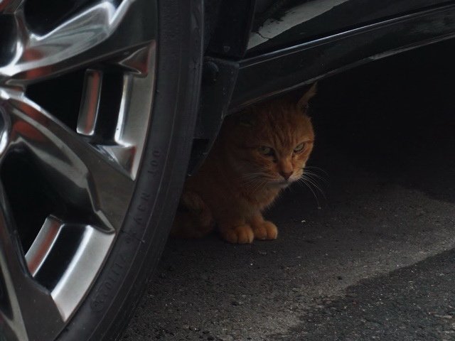 車下的橘貓