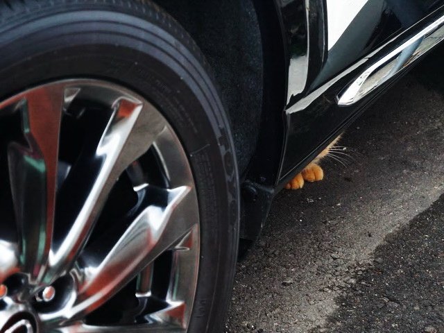 車下的橘貓