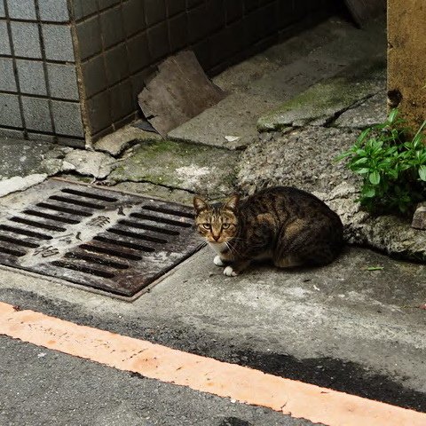 酷跩虎斑貓