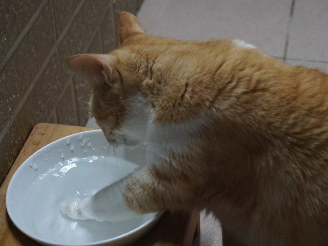 關於「貓肉蹼」，你不知道的5件事