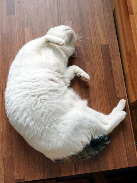 安安大肥肚