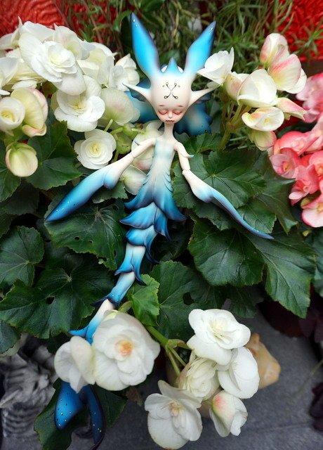 藍花魚