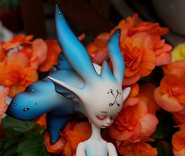 藍花魚