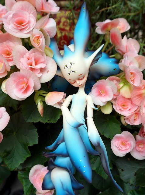 藍花魚