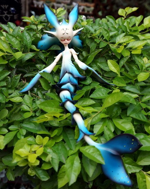 藍花魚