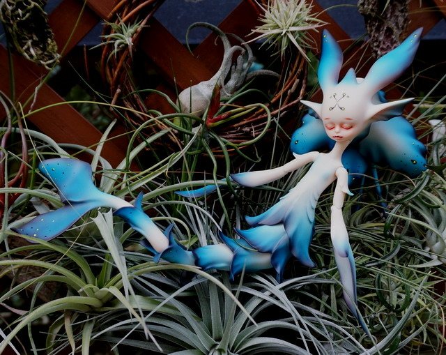 藍花魚