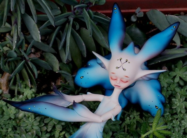 藍花魚