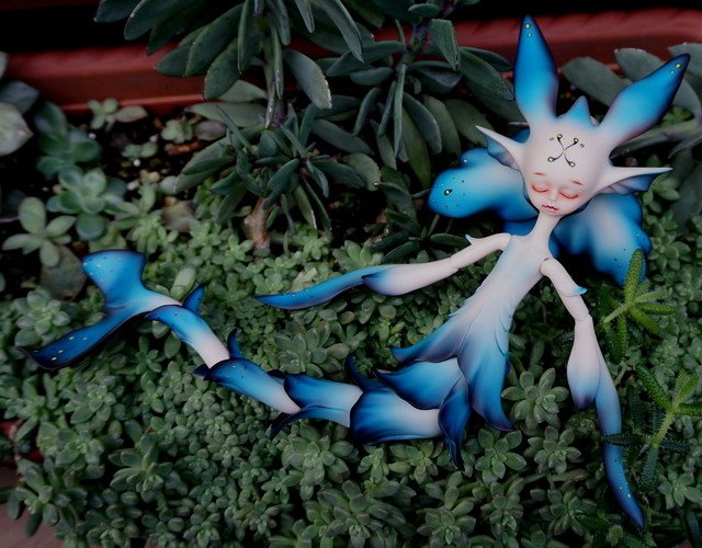 藍花魚