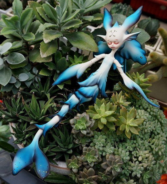 藍花魚
