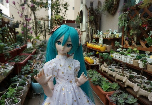 初音的金星洋裝