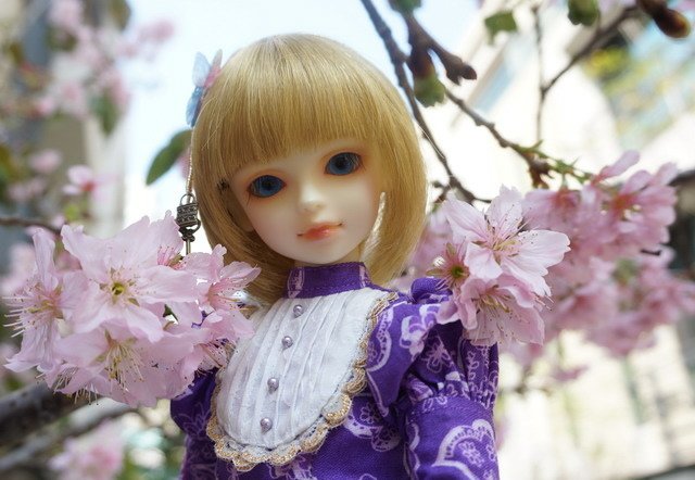 櫻 ‧ 蝶戀