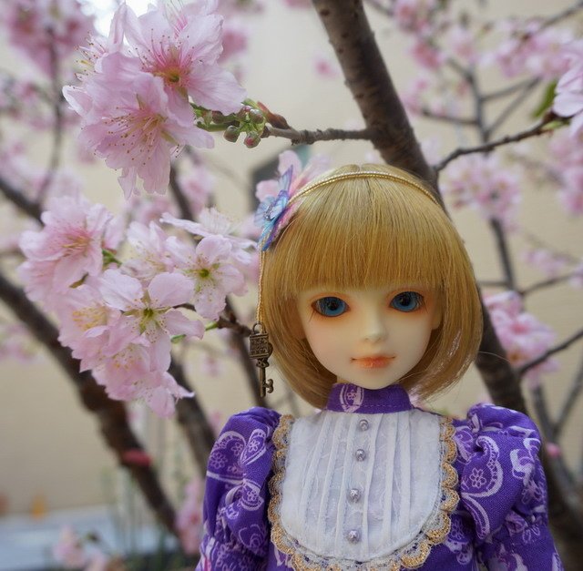 櫻 ‧ 蝶戀