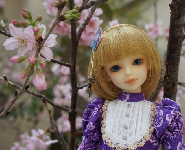 櫻 ‧ 蝶戀
