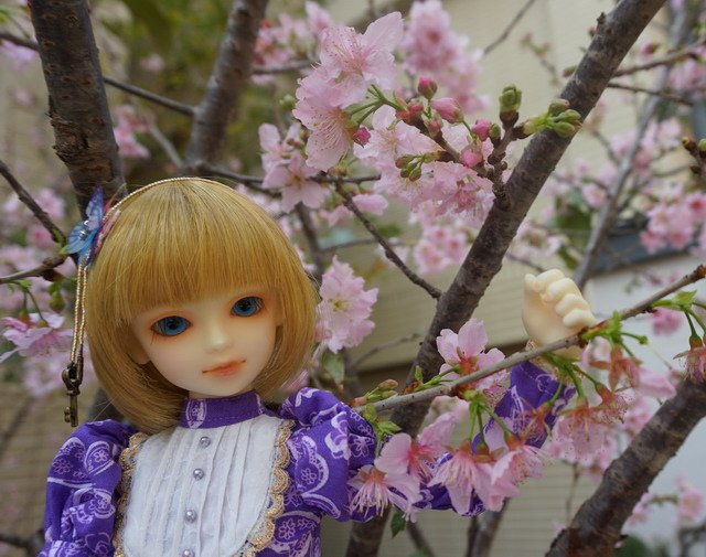 櫻 ‧ 蝶戀