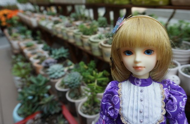 櫻 ‧ 蝶戀