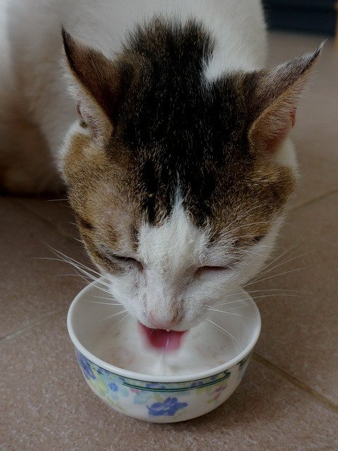 甜甜喝奶補營養