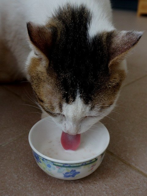 甜甜喝奶補營養