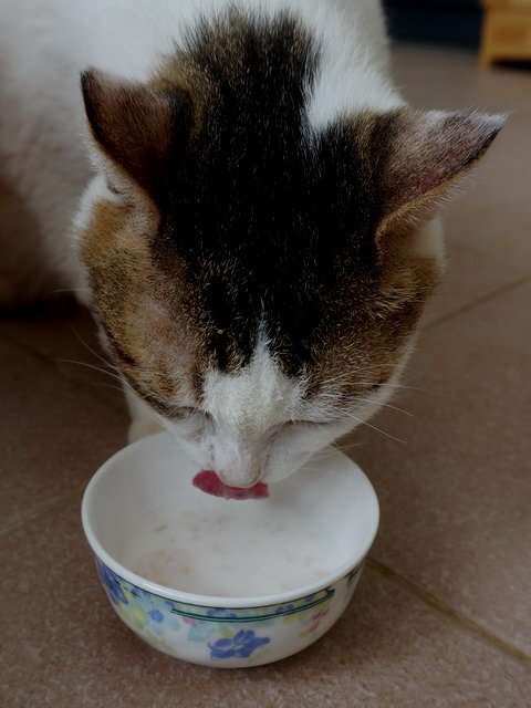 甜甜喝奶補營養