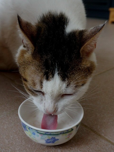 甜甜喝奶補營養