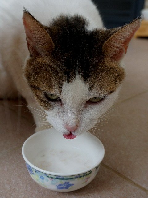 甜甜喝奶補營養