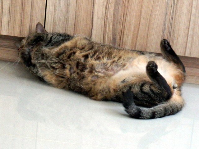 琥琥舔毛中