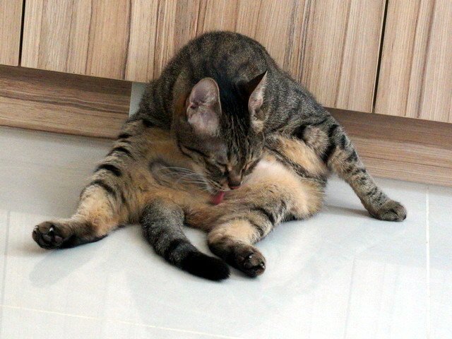 琥琥舔毛中