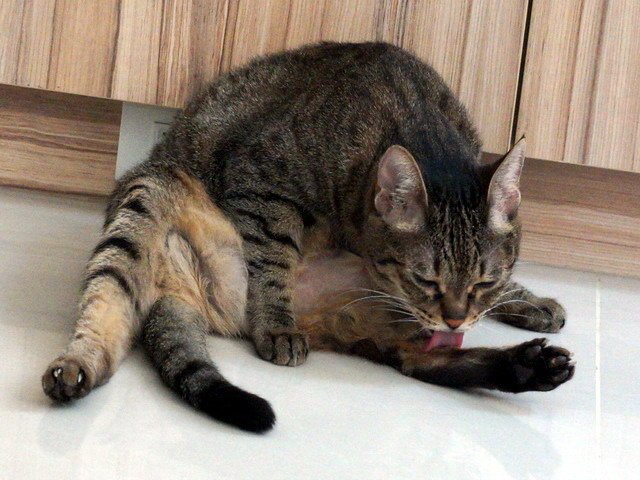 琥琥舔毛中