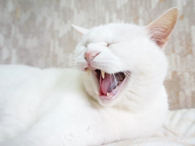 波波生氣了
