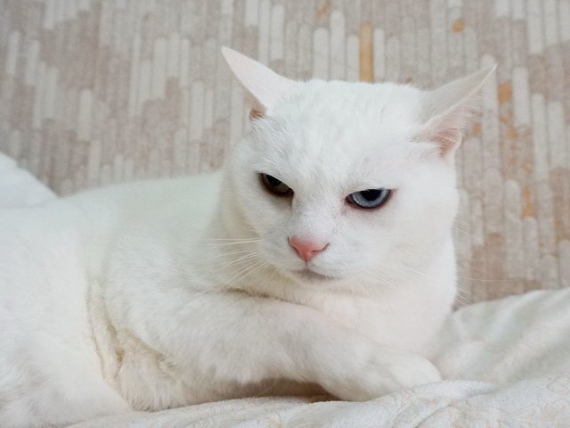波波生氣了