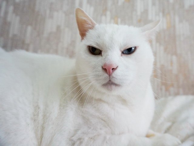 波波生氣了