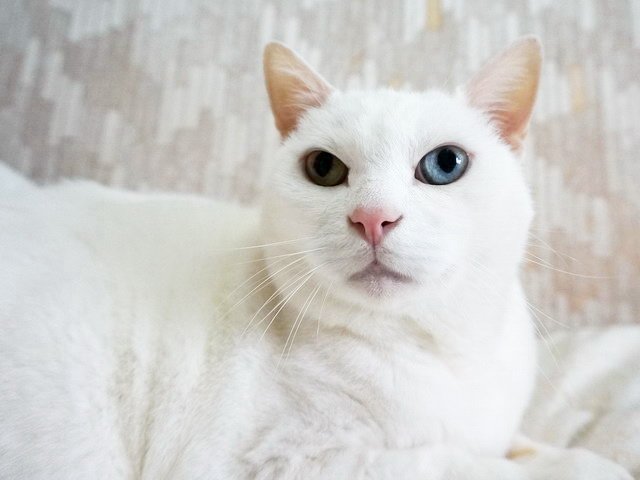 波波生氣了