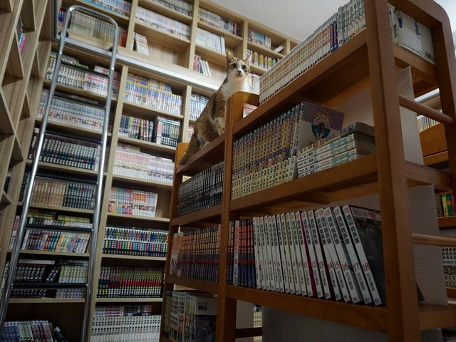 跳跳巡書房