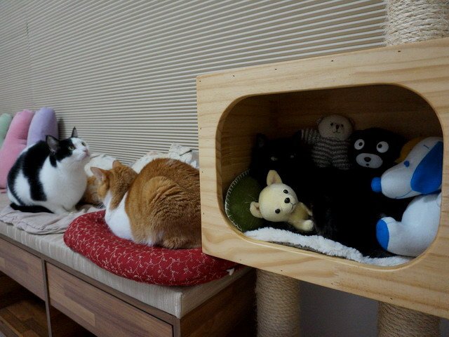 猜猜琦琦在哪兒
