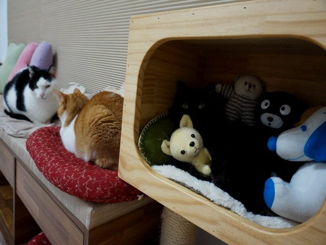 猜猜琦琦在哪兒