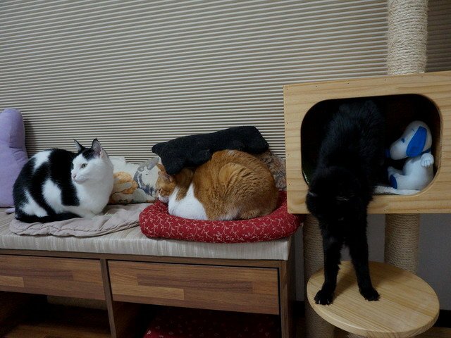 猜猜琦琦在哪兒