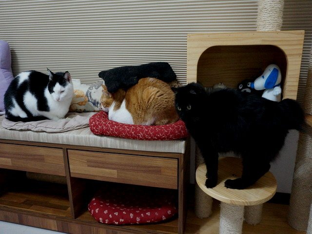 猜猜琦琦在哪兒