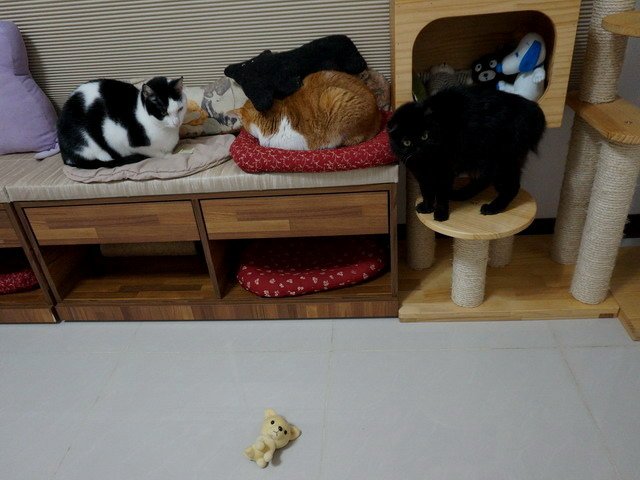 猜猜琦琦在哪兒
