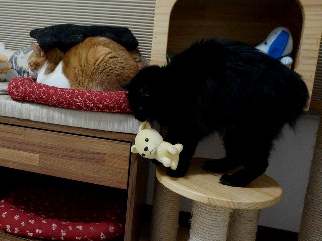 猜猜琦琦在哪兒