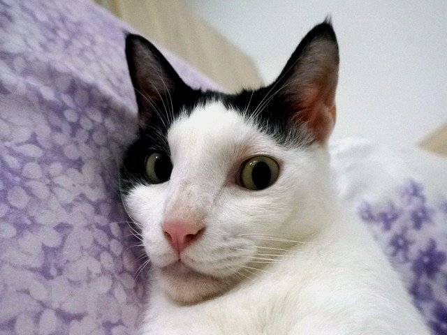 乳乳很驚恐