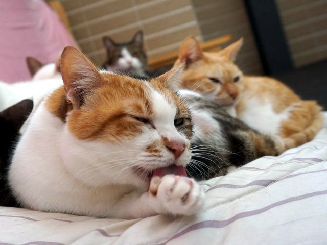 一團貓