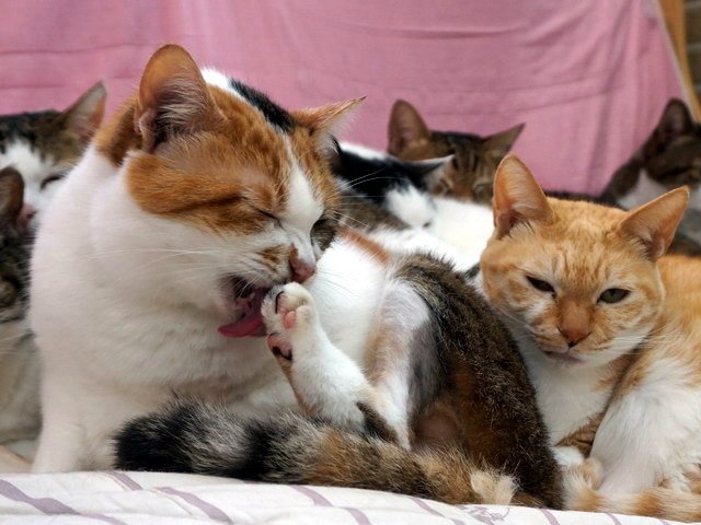 一團貓