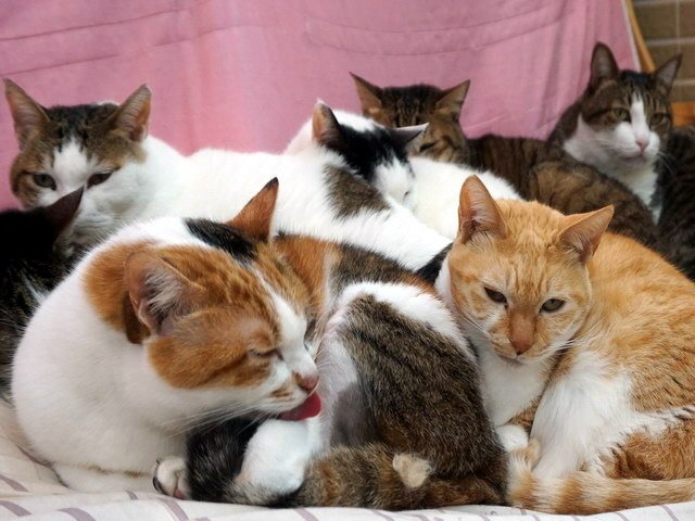 一團貓