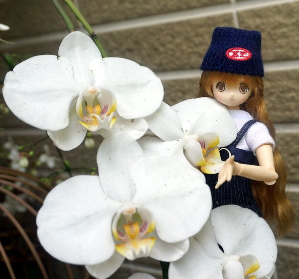 漫步花園